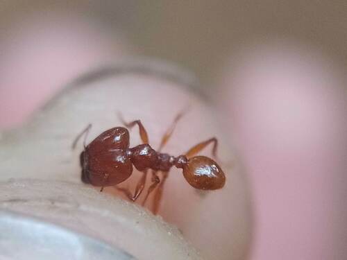 Pheidole auropilosaPheidole auropilosa