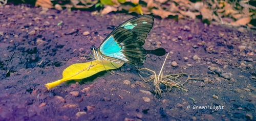 Papilio phorcas phorcas