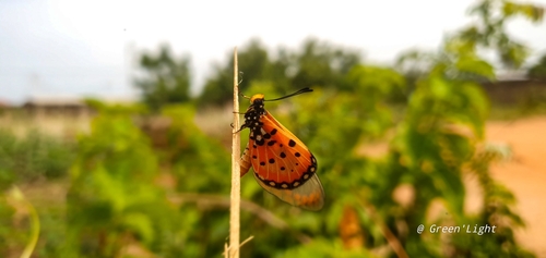 Wandering Donkey Acraea
