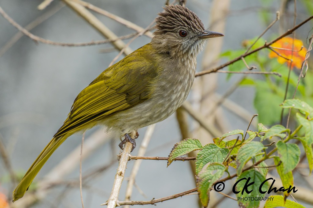 Mountain Bulbul (Ixos mcclellandii) photo