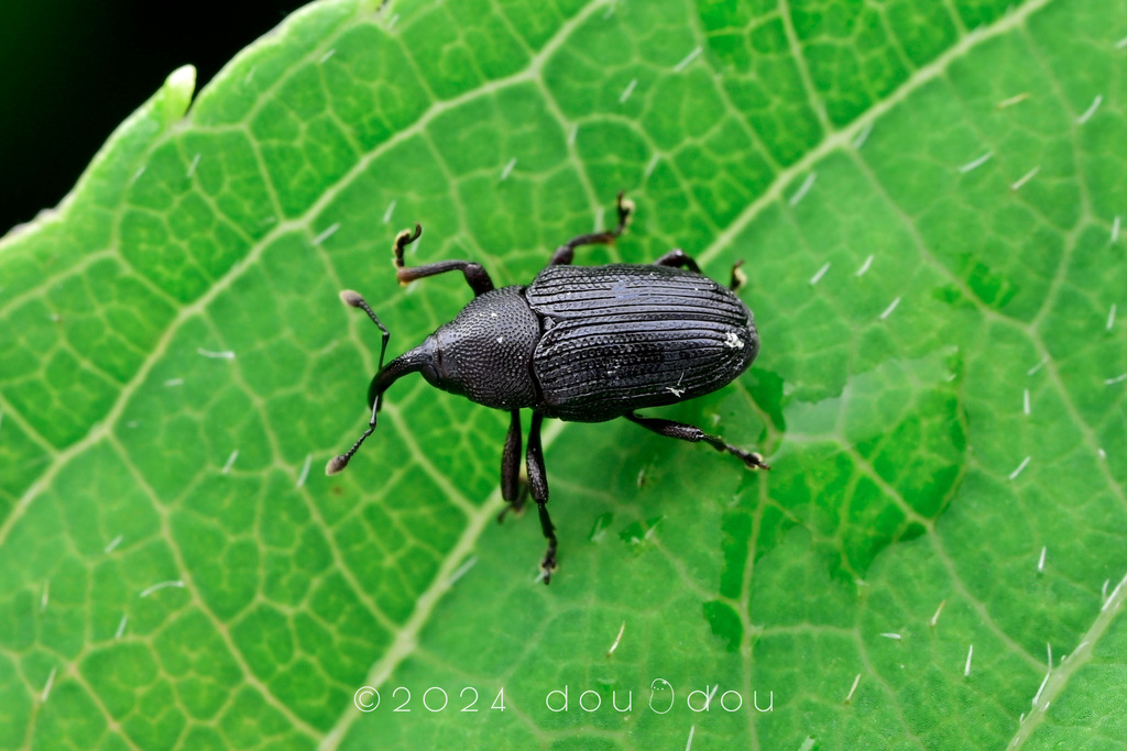 Dembara Insect Moreobaris deplanata from 中国浙江省杭州市临安区清凉峰 on June 9, 2024 at 12:54 PM by ...