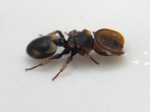 Cephalotes pallidicephalusCephalotes pallidicephalus