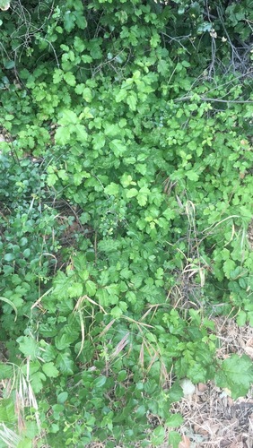 iNaturalist observation photo of currants and gooseberries