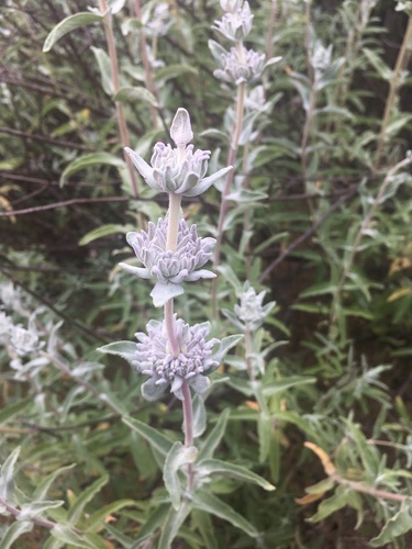 iNaturalist observation photo of purple sage