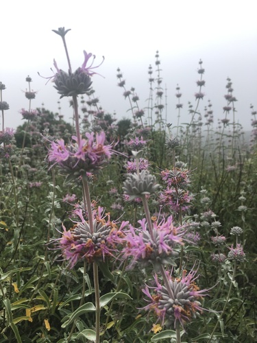 iNaturalist observation photo of purple sage