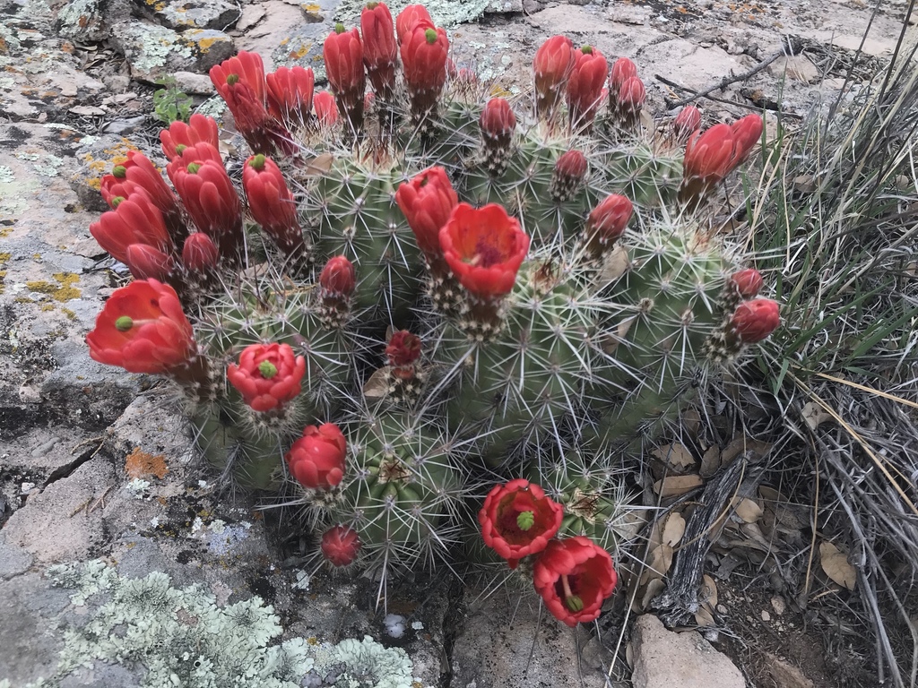 Santa Rita Hedgehog Cactus (Echinocereus santaritensis)  iNaturalist