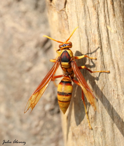 Executioner Paper Wasp