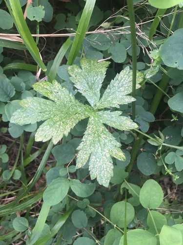 iNaturalist observation photo of sanicles