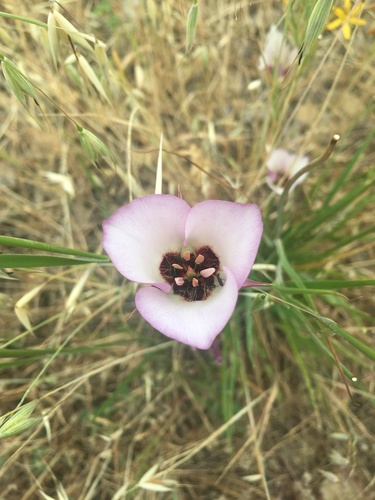 iNaturalist observation photo of Catalina mariposa lily