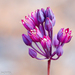 Allium pruinatum - Photo (c) Valter Jacinto, all rights reserved