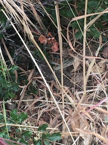 iNaturalist observation photo of Western Fence Lizard