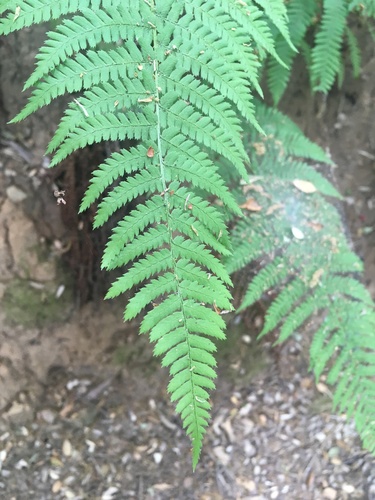 iNaturalist observation photo of Ferns