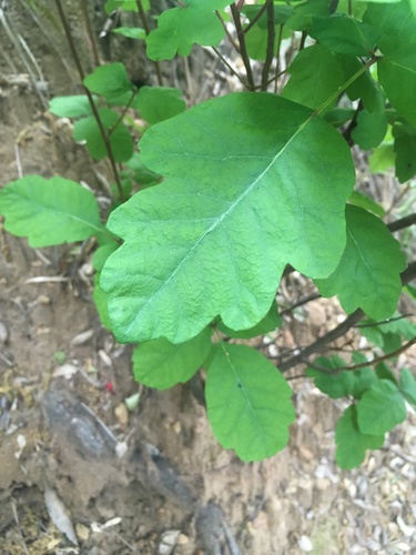 iNaturalist observation photo of Pacific poison oak