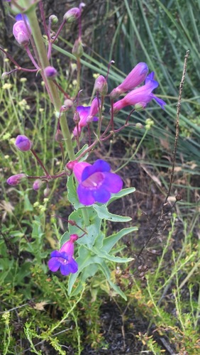 iNaturalist observation photo of Showy Penstemon