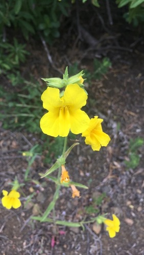 iNaturalist observation photo of Diplacus