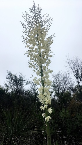 iNaturalist observation photo of chaparral yucca