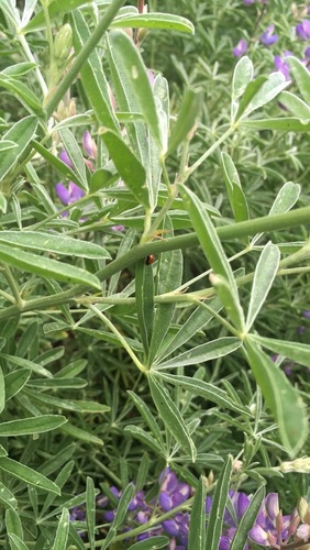 iNaturalist observation photo of Bush Lupine complex