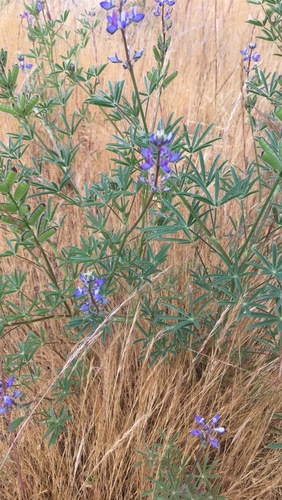 iNaturalist observation photo of Miniature Lupine