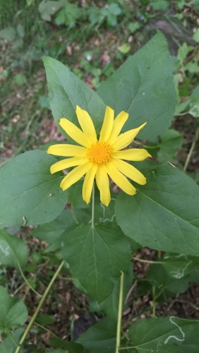 iNaturalist observation photo of canyon sunflower