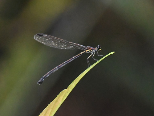 Cryptophaea yunnanensis