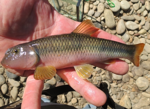 River Chub