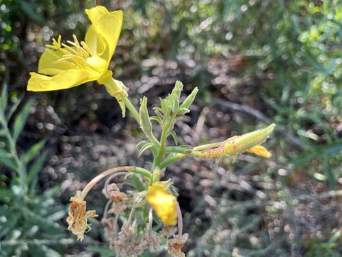 iNaturalist observation photo of tall evening primrose