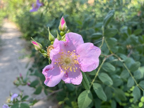 iNaturalist observation photo of California Wild Rose