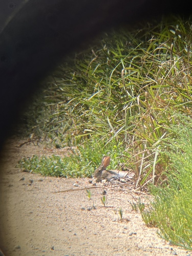 iNaturalist observation photo of Desert Cottontail