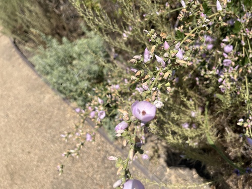 iNaturalist observation photo of southern coastal bushmallow