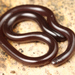 Brahminy Blindsnake - Photo (c) captainjack0000, all rights reserved, uploaded by captainjack0000