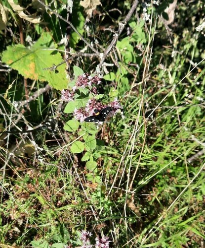 Variable Burnet