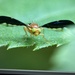 Hemilea dimidiata - Photo (c) josefgeiger, כל הזכויות שמורות, הועלה על ידי josefgeiger