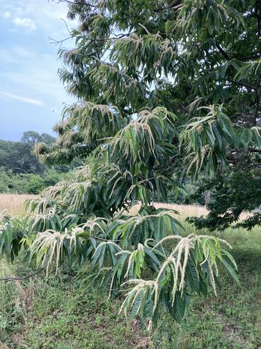 Japanese Chestnut
