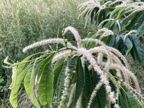 Japanese Chestnut