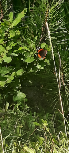 Red Admiral