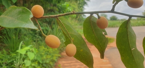 Opilia amentacea