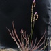 Florida Threadleaf Sundew - Photo (c) strgzzr, all rights reserved, uploaded by strgzzr