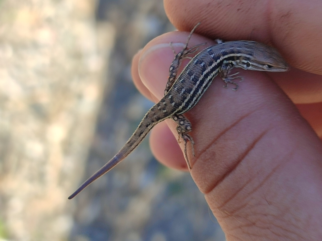 Western Psammodromus