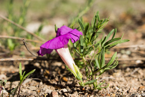 Huachuca Mountain morning-glory (Ipomoea plummerae)