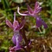 Cretan Orchid - Photo (c) williamdomenge9, all rights reserved, uploaded by williamdomenge9