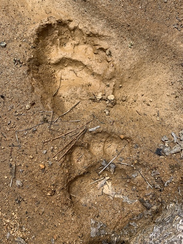 Black Bear Tracks – NatureTracking