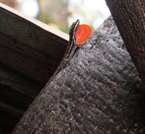 Dunn's Anole