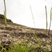 Muhlenbergia phalaroides - Photo (c) Luis Boullosa, all rights reserved, uploaded by Luis Boullosa