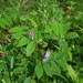 Vicia ramuliflora - Photo (c) snv2, כל הזכויות שמורות, הועלה על ידי snv2