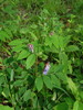 Branching-flowered Vetch - Photo (c) snv2, all rights reserved, uploaded by snv2