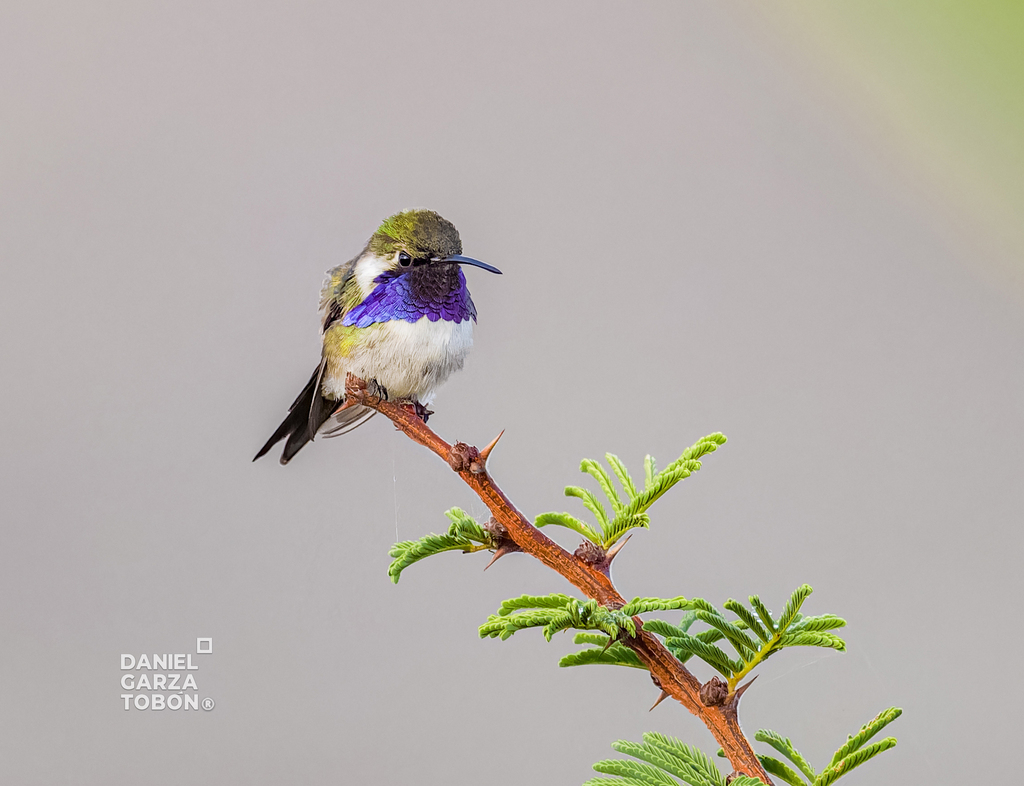 Beautiful Hummingbird photo