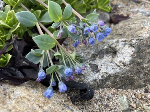 Oysterplant