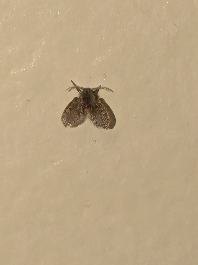 Bathroom Moth Fly from Reseda, Los Angeles, CA, USA on July 07, 2024 at ...