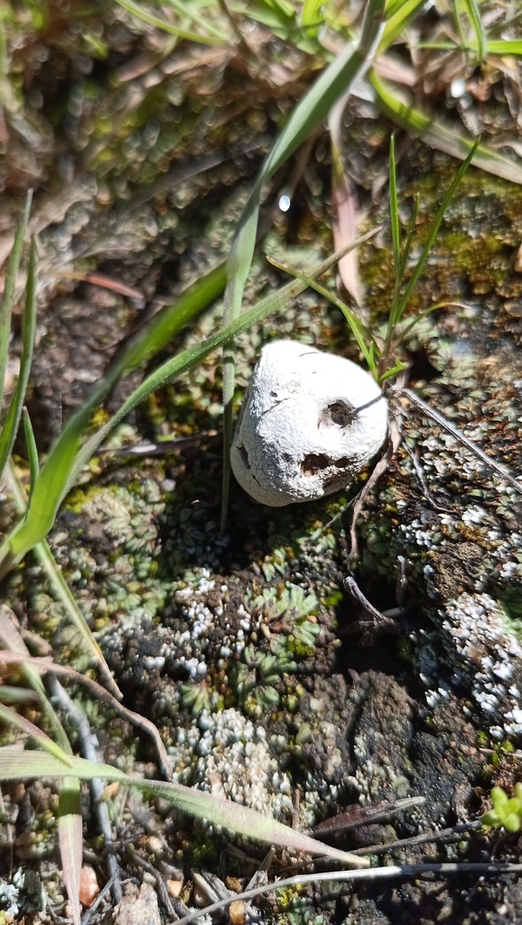 Disciseda Disciseda from Tecate, B.C., México on February 13, 2024 at 11:20 AM by ...