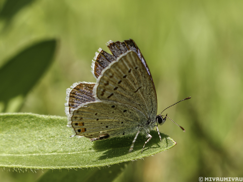 Short-tailed Blue